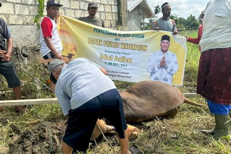 Paulus Waterpauw Salurkan Hewan Kurban Hingga Perbatasan Papua