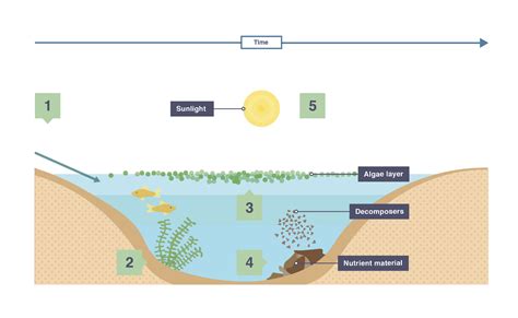 IGCSE Biology 2017 4 17 Understand The Biological Consequences Of