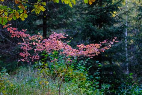 Naked Autumn Trees With Few Red Leaves Stock Photo Image Of Scenery