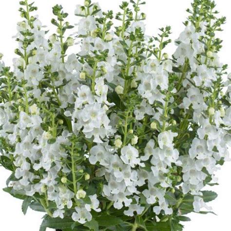 Wholesale Angelonia Rooted Plug Liners