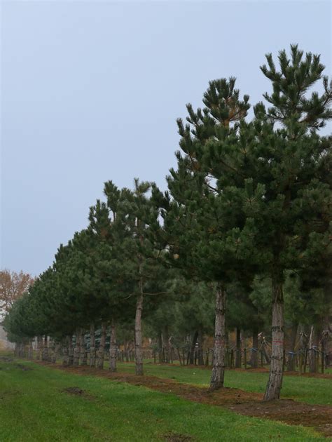 Pinus nigra subsp nigra Borovice černá Van den Berk Školky