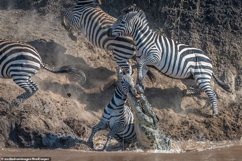 Crocodile in Kenya clamps its jaws down on zebra's mouth before ...