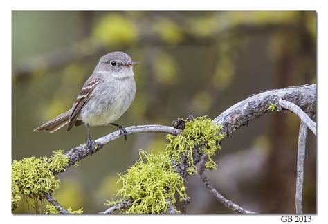 Gray Flycatcher