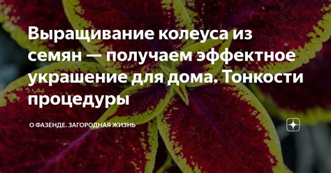 Выращивание колеуса из семян — получаем эффектное украшение для дома ...