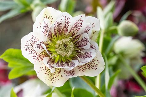 Lenten Rose Helleborus Orientalis Cinderella Maroon Speckled Greenish