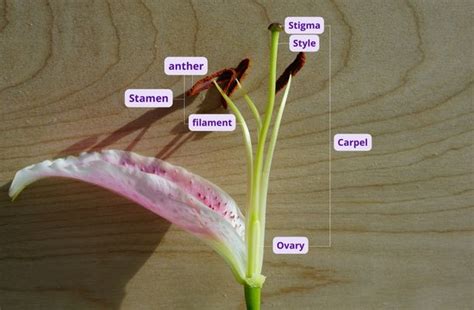 What Is The Importance Of Stamen In Flower Best Flower Site