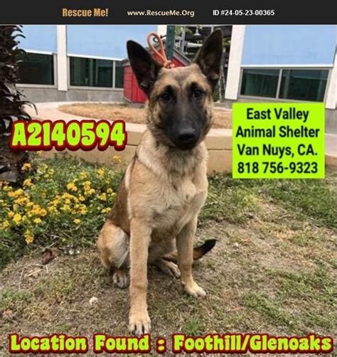 Adopt German Shepherd Rescue Van Nuys Ca