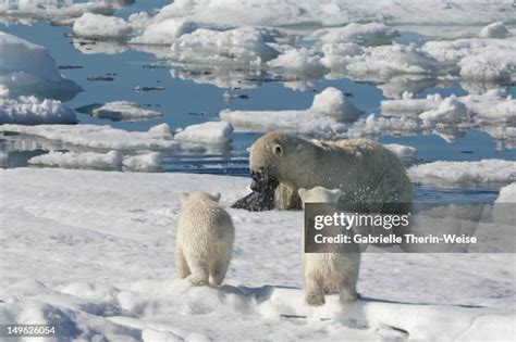 202 Polar Bear Hunting Seal Stock Photos, High-Res Pictures, and Images - Getty Images