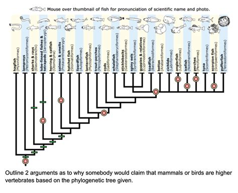 Phylogenetic Tree Vertebrates