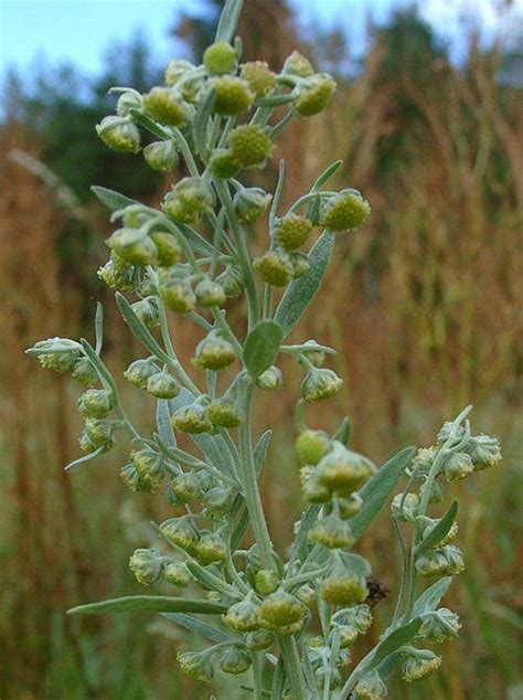 Artemisia Absinthium Aka Wormwood Is An Ingredient In The Spirit