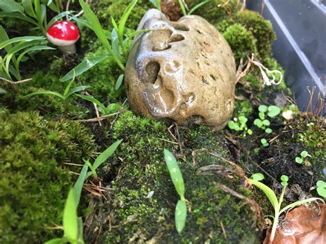I replanted some moss from a dead tree the tenant before me left at the