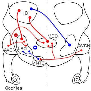 Schematic Diagram Of The Auditory Pathways From The Cochlea To The