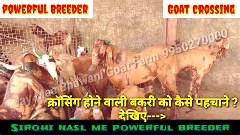 Powerful Breeder Goat Crossing Goat Breeding Goat Meeting Jay