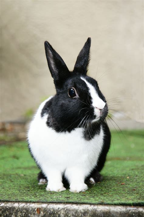 Free Images : white, mammal, black, fauna, hare, whiskers, vertebrate, domestic rabbit, rabits ...