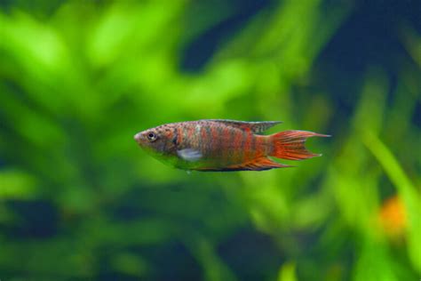 Gourami Types Different Species Of This Glorious Fish