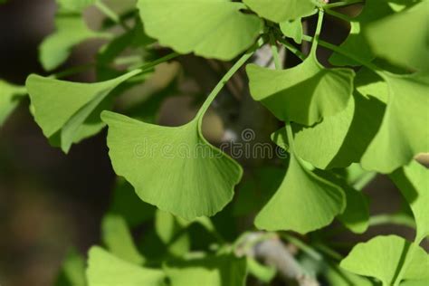 Ginkgo leaves stock photo. Image of botany, plant, garden - 239110514