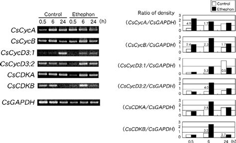 Table 1 From Potential Involvement Of Cell Cycle Related Genes In The