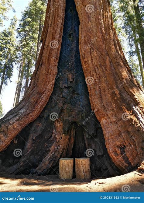 Wooden Seats In The Sequoia Tree Sequoia Natural Park California Usa