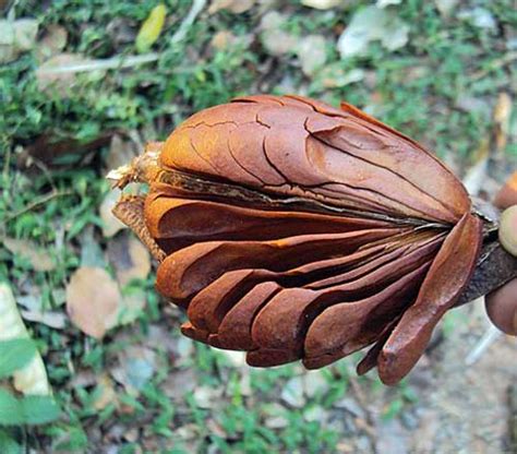 Swietenia macrophylla | Big-Leaf Mahogany | 10 Seeds