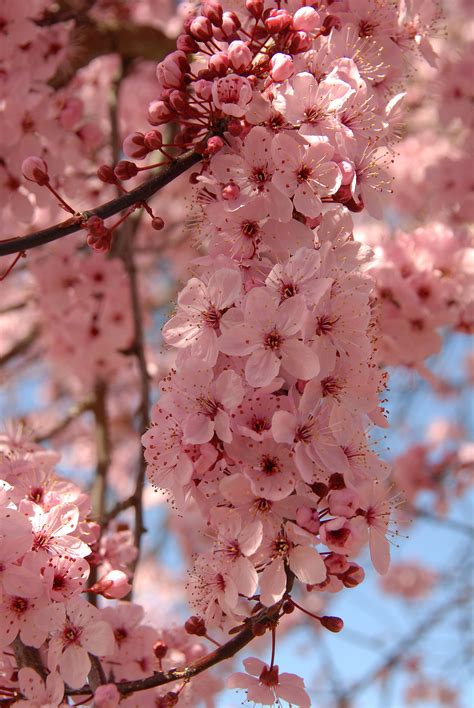 無料画像 木 自然 ブランチ 工場 フルーツ 花弁 フード 春 作物 ピンク 桜の花 かなり チェリー 開花植物