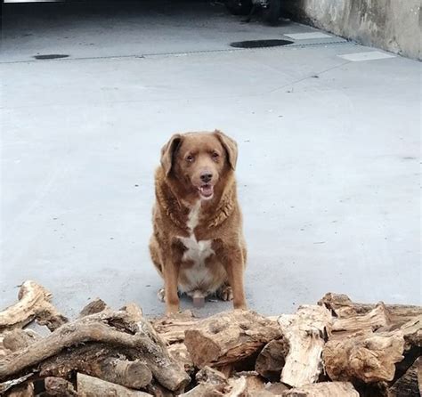 'Oldest dog ever,' Bobi, dethrones Guinness World Records holder