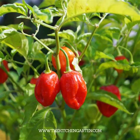 The 15 Best Pepper Plants to Grow - The Kitchen Garten