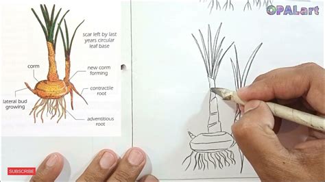 How To Draw Corm Of Colocasia Diagram On Biology Practical Copy Youtube