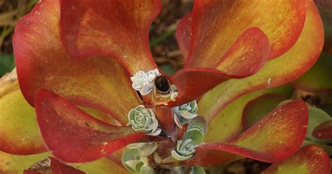 Kalanchoe Plantlet Propagation Update