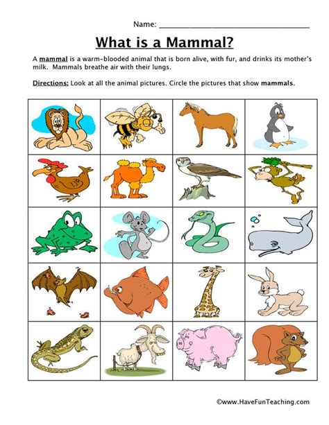 Mammal Classification Worksheet - Have Fun Teaching | Animal worksheets ...