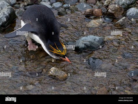 Royal penguin drinks fresh water, at the Royal penguin colony, at Sandy ...