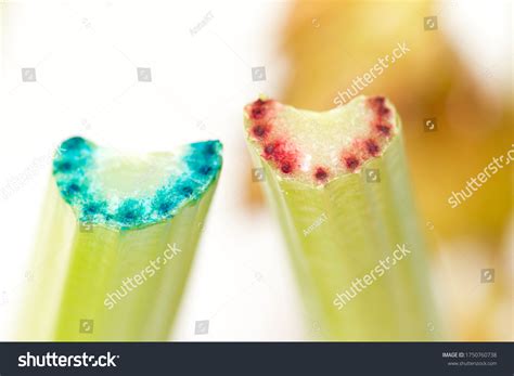 Evaporation Transpiration Images Stock Photos Vectors