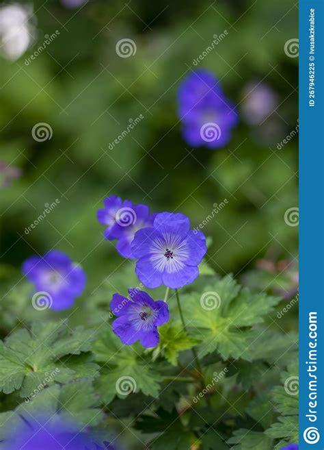 Cranesbills Group Of Flowers In Bloom Geranium Rozanne Beautiful