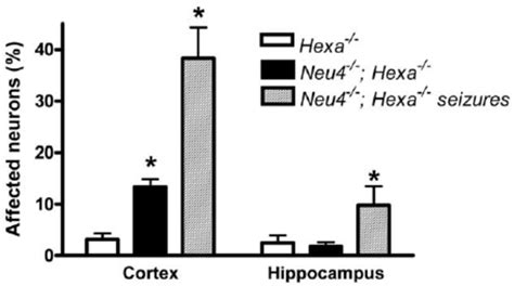 Percent of affected neurons in cortex and hippocampus. Normal and ...