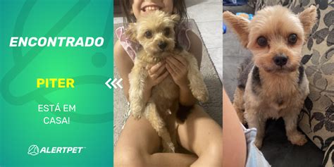 Cachorro Encontrado Americana SP Piter AlertPet