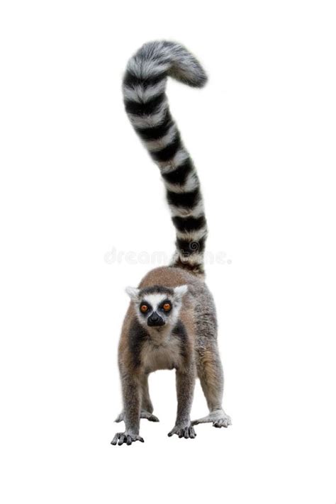 Lemur Isolated on White Background. Portrait of Ring-tailed Lemur ...