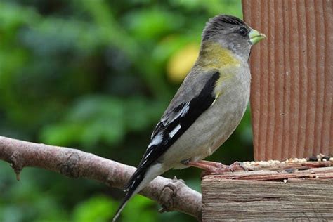 Evening Grosbeak: Bird Identification, Habits, Facts, Nesting - Bird ...