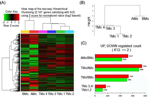 Rna Seq Data Analysis Of Bms Ams And Tms A Heatmap Of Hierarchical