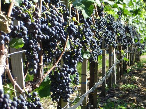 Banco De Imagens Plantar Uva Vinhedo Vinho Fruta Flor Comida