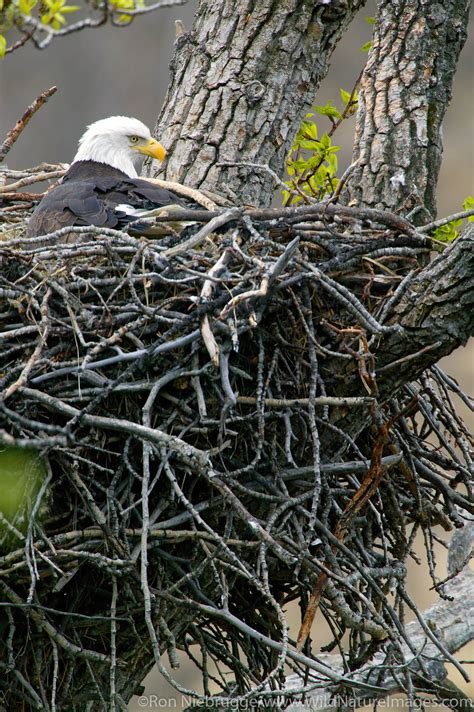 Bald Eagle Photos By Ron Niebrugge