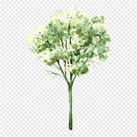 Pintura de planta verde acuarela dibujo arbusto árbol árbol