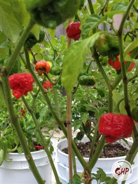 Trinidad Moruga Scorpion Scoville Seeds Pepper Grow Guide Grow Hot Peppers