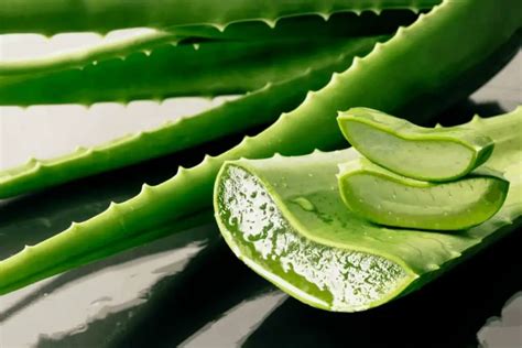 Fruit Of The Earth Aloe Vera Gel Review A Sensational Gel With