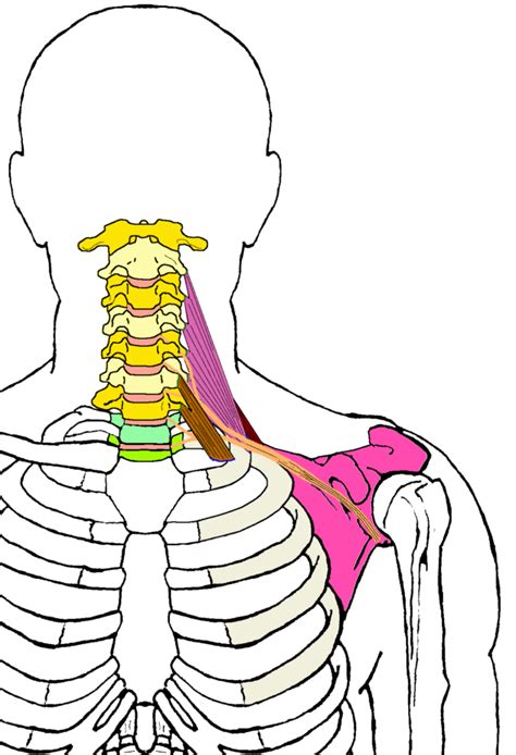 Thoracic Outlet Functional Anatomy Integrative Works