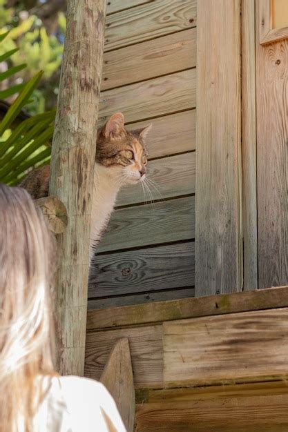 Vista Vertical De Un Hermoso Gato En Una Casa De Rbol De Madera Y Una