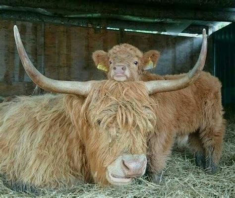 Just hanging out with mom. Scottish Highland cow and calf Baby Cows ...