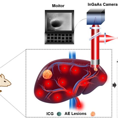 Schematic Illustration Of Nir Ii Fluorescence Imaging For Recognition