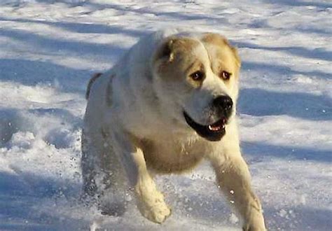 Alabai Breed Turkmen Leader Recognizes Dog Breed With State Holiday