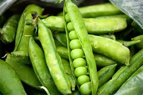 Simple Fresh Buttered Peas English Peas Recipe