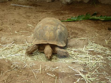 Basic tips for top tortoise care - Veterinary Practice