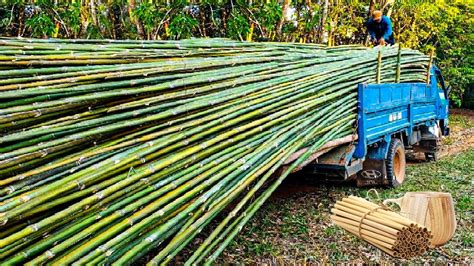 How To Processing Millions Bamboos To Product Straws Bamboo Houses